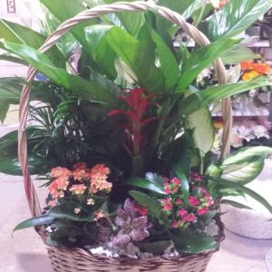 centros flores ciudad real centros flores ciudad real